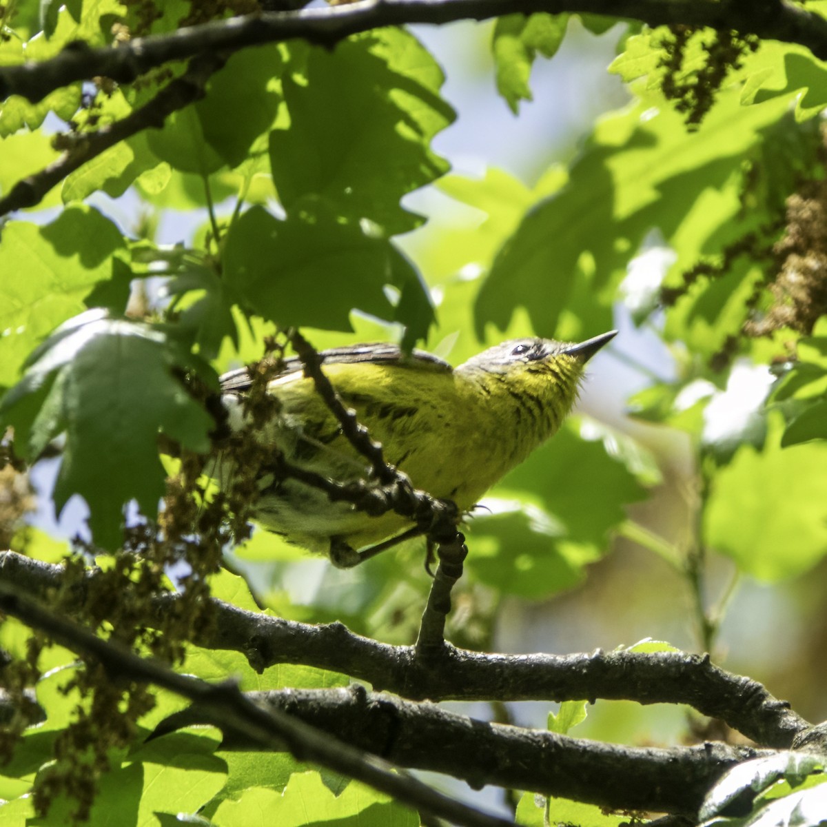 Magnolia Warbler - Anonymous