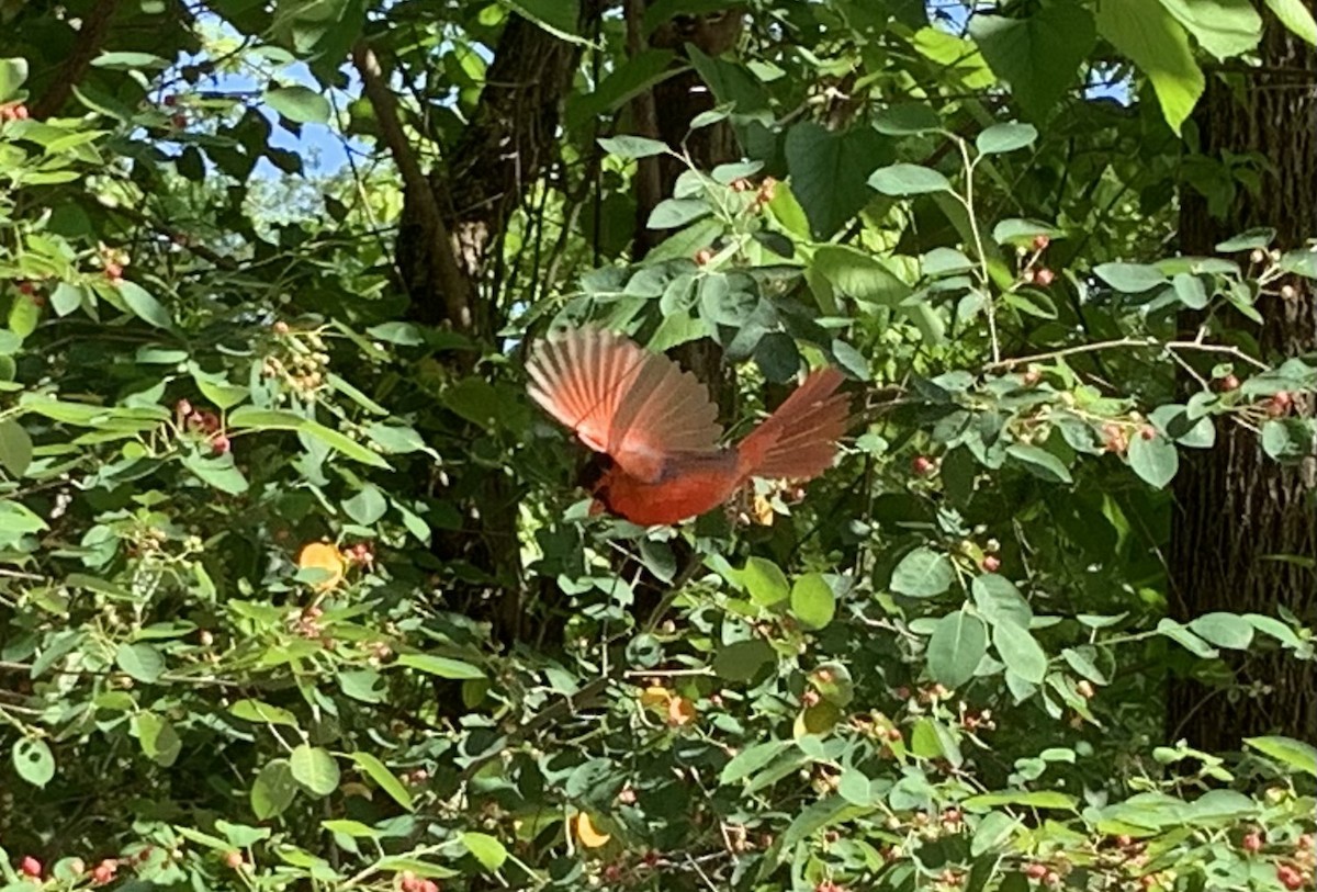 Northern Cardinal - Monique Hix