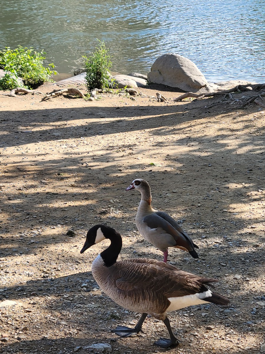 Egyptian Goose - ML618841287