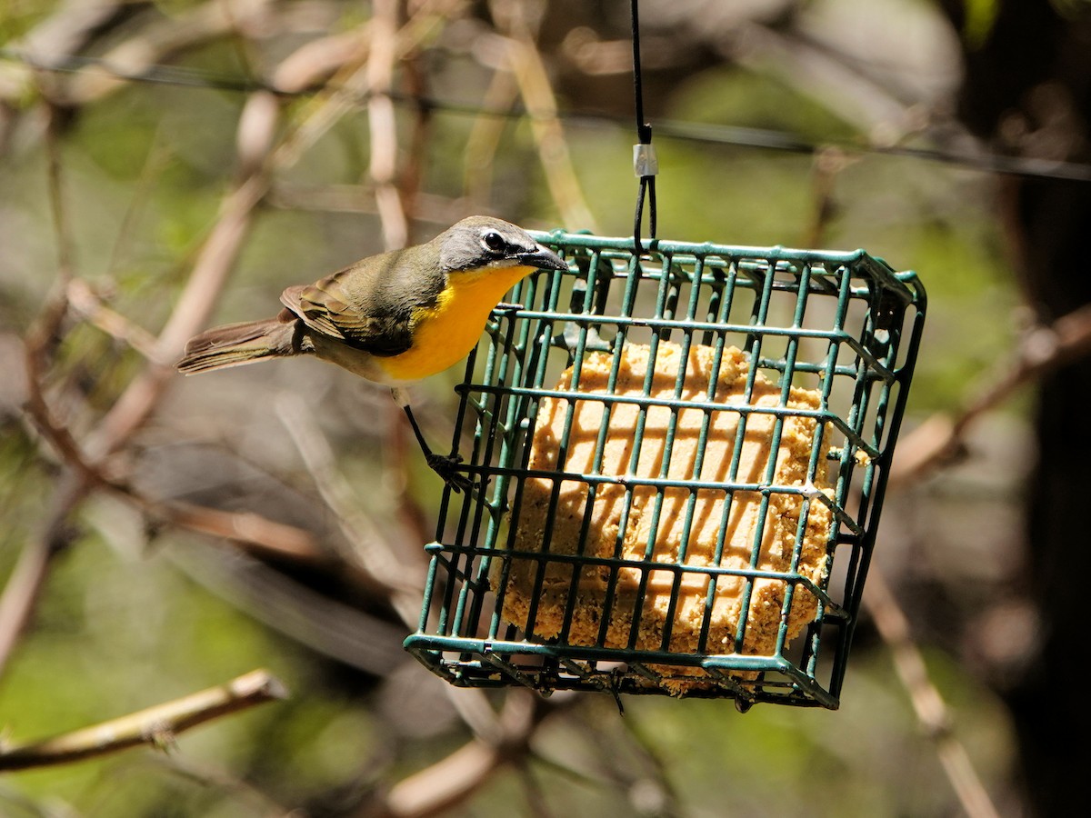 Yellow-breasted Chat - Sue Foster