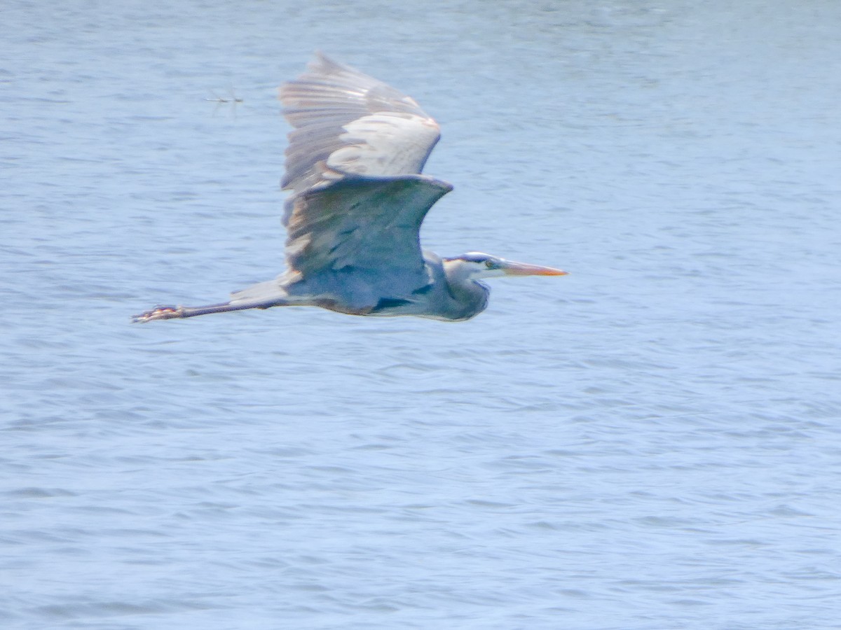 Great Blue Heron - Keith Roragen