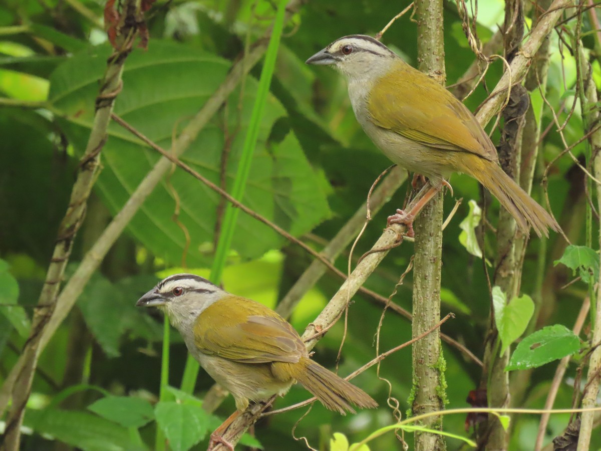 Black-striped Sparrow - ML618841293