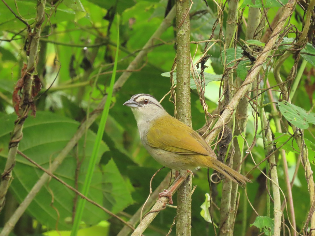 Black-striped Sparrow - Yina Carter