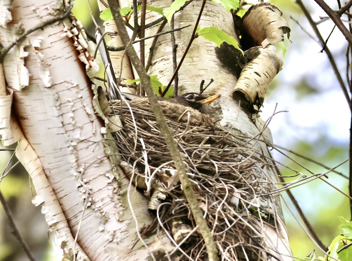 American Robin - Charlie   Nims