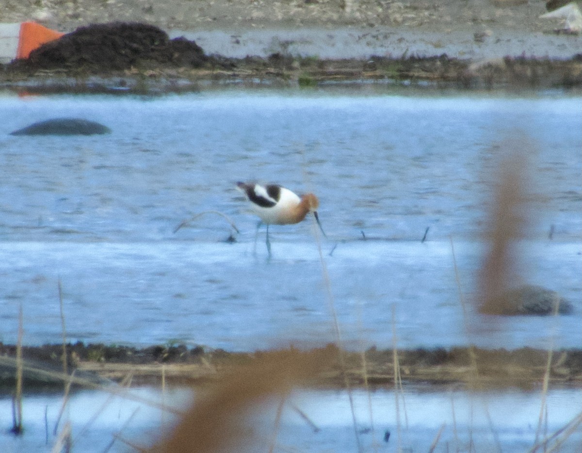 American Avocet - Greg Ongie