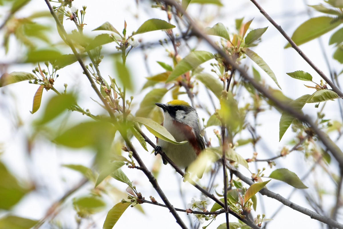 Chestnut-sided Warbler - ML618841309