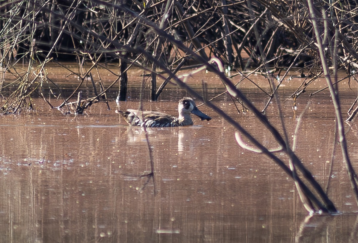 Pink-eared Duck - Pedro Nicolau