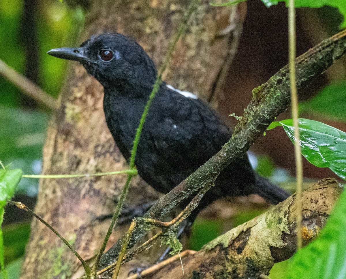 Stub-tailed Antbird - Richard Thunen