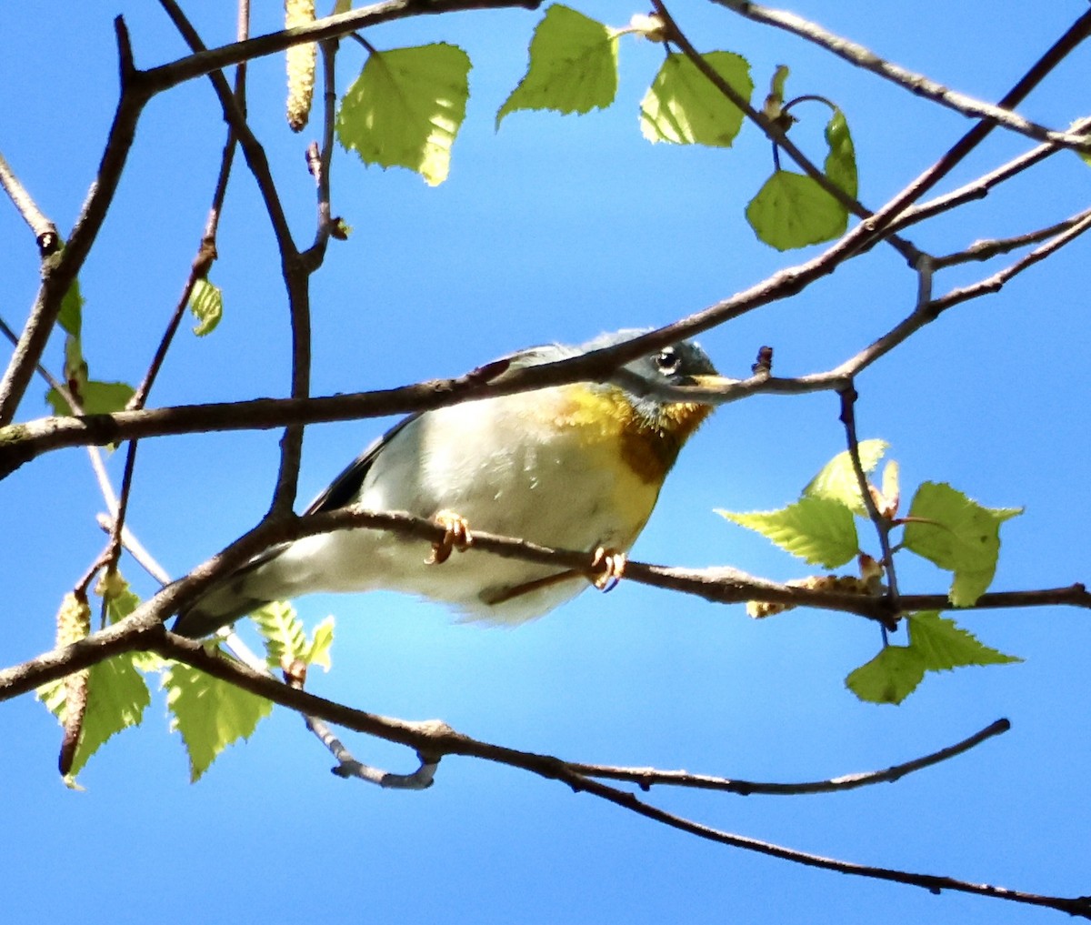 Northern Parula - Charlie   Nims