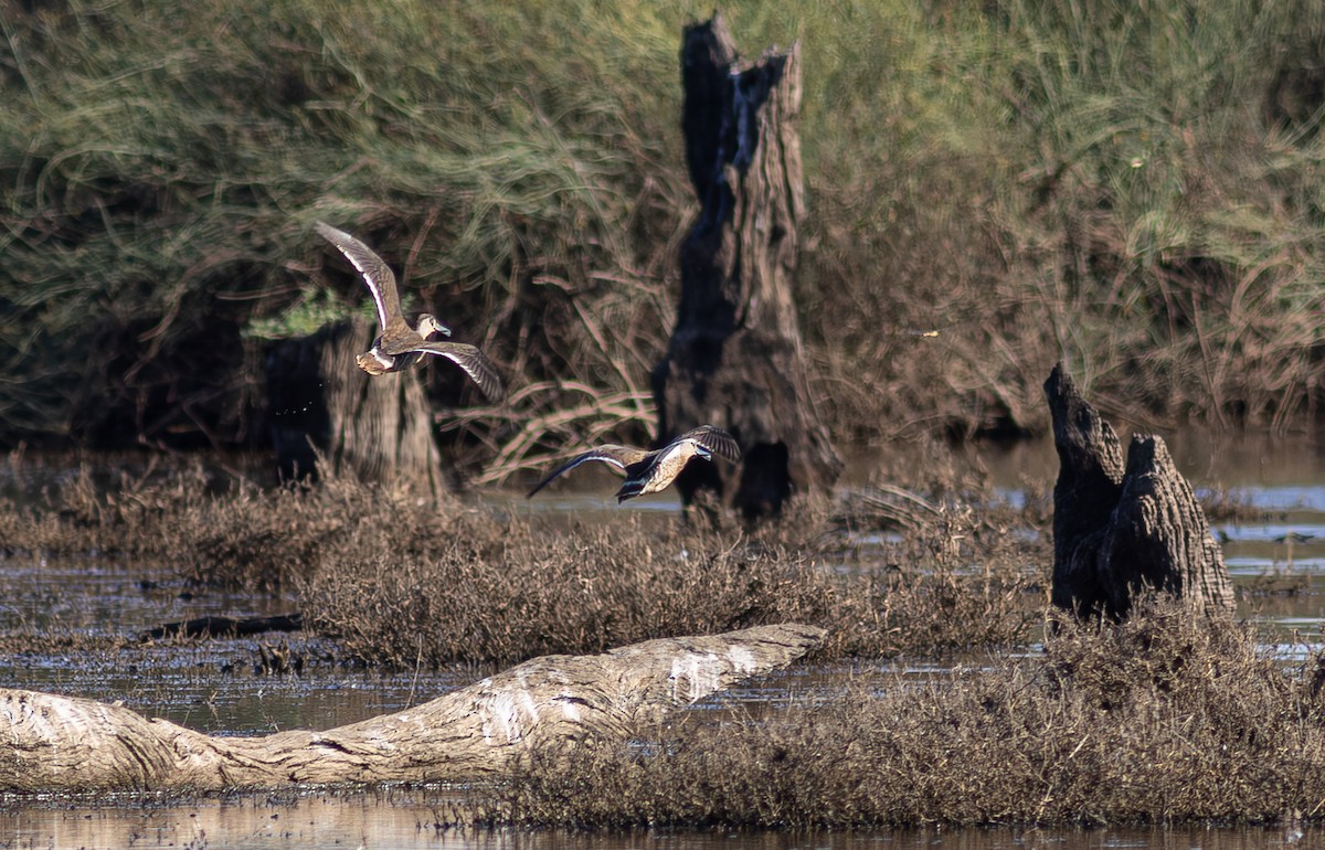 Pink-eared Duck - Pedro Nicolau