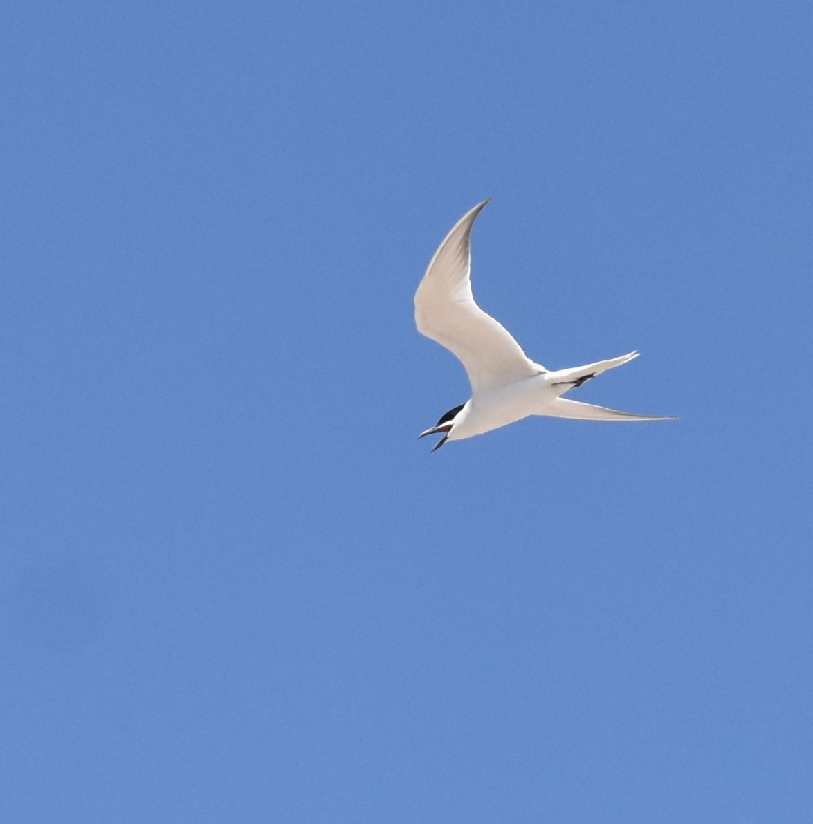 Gull-billed Tern - Bill Tweit