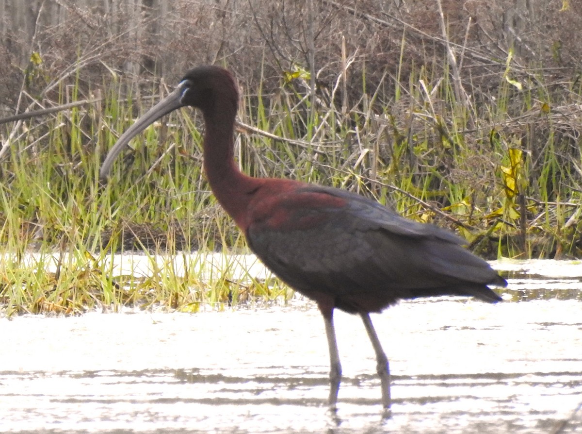 Glossy Ibis - Moe Molander