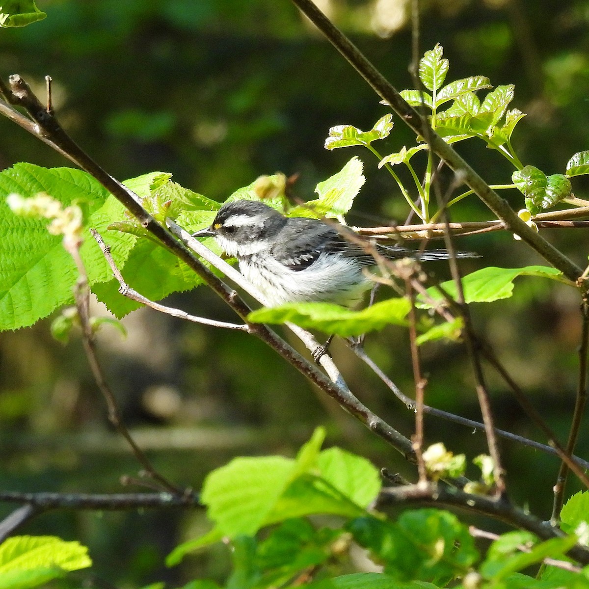 Black-throated Gray Warbler - Susan Kirkbride