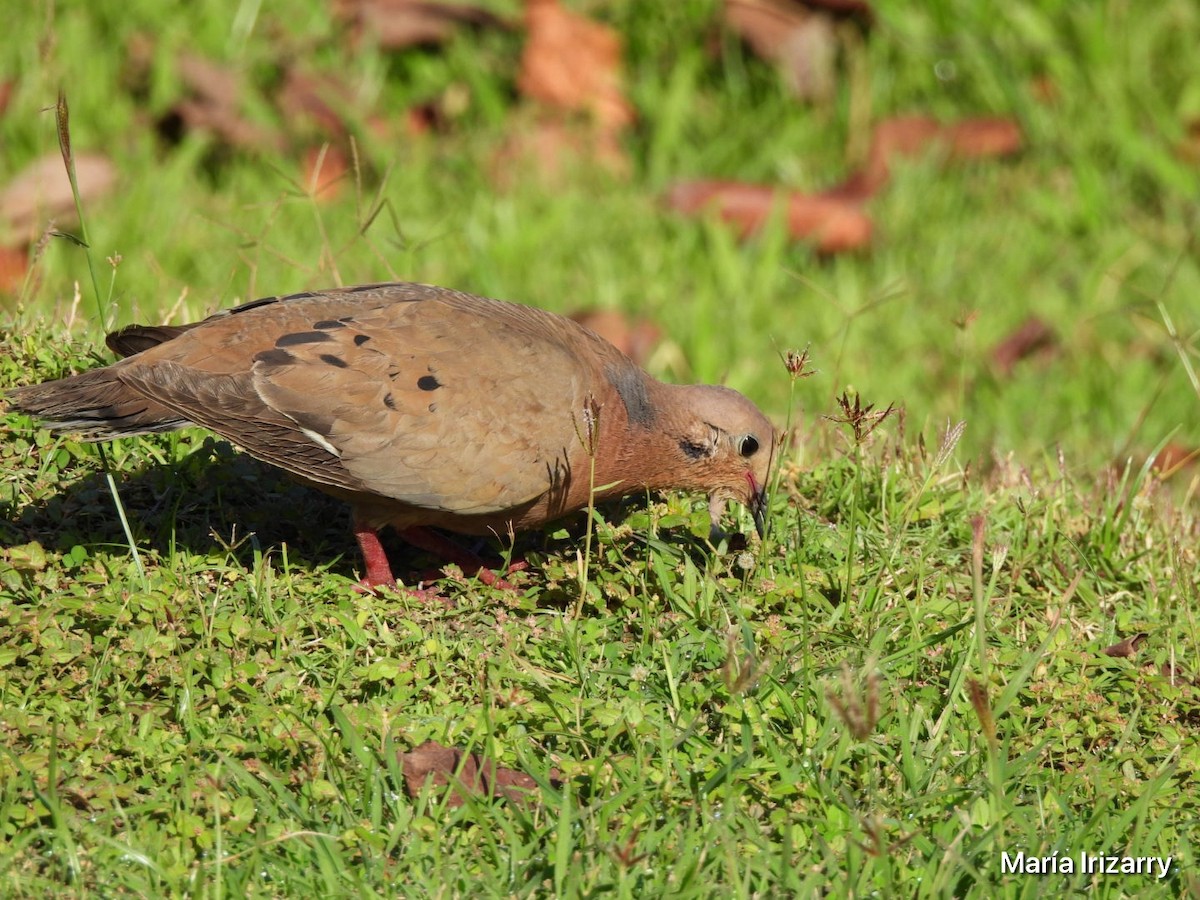 Zenaida Dove - Maria del R Irizarry Gonzalez