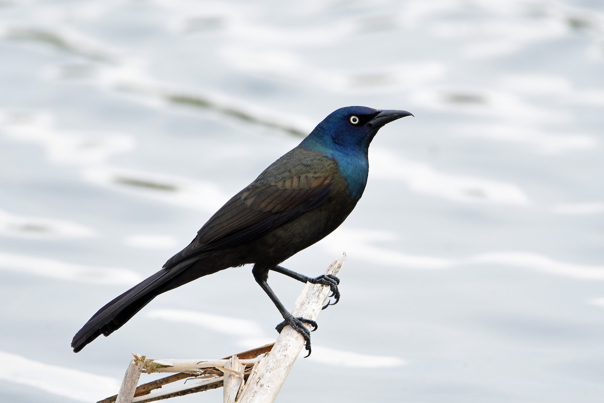 Common Grackle - Norma Van Alstine