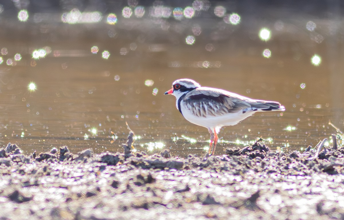 Black-fronted Dotterel - Pedro Nicolau