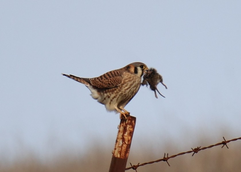 American Kestrel - Linda Dalton