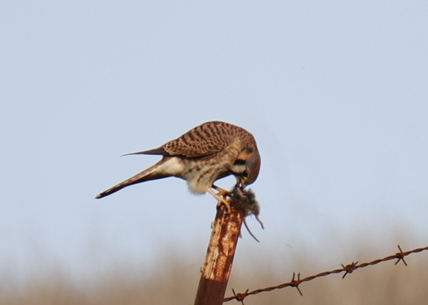 American Kestrel - Linda Dalton