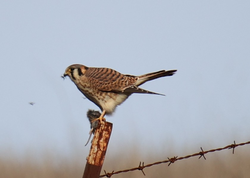 American Kestrel - Linda Dalton