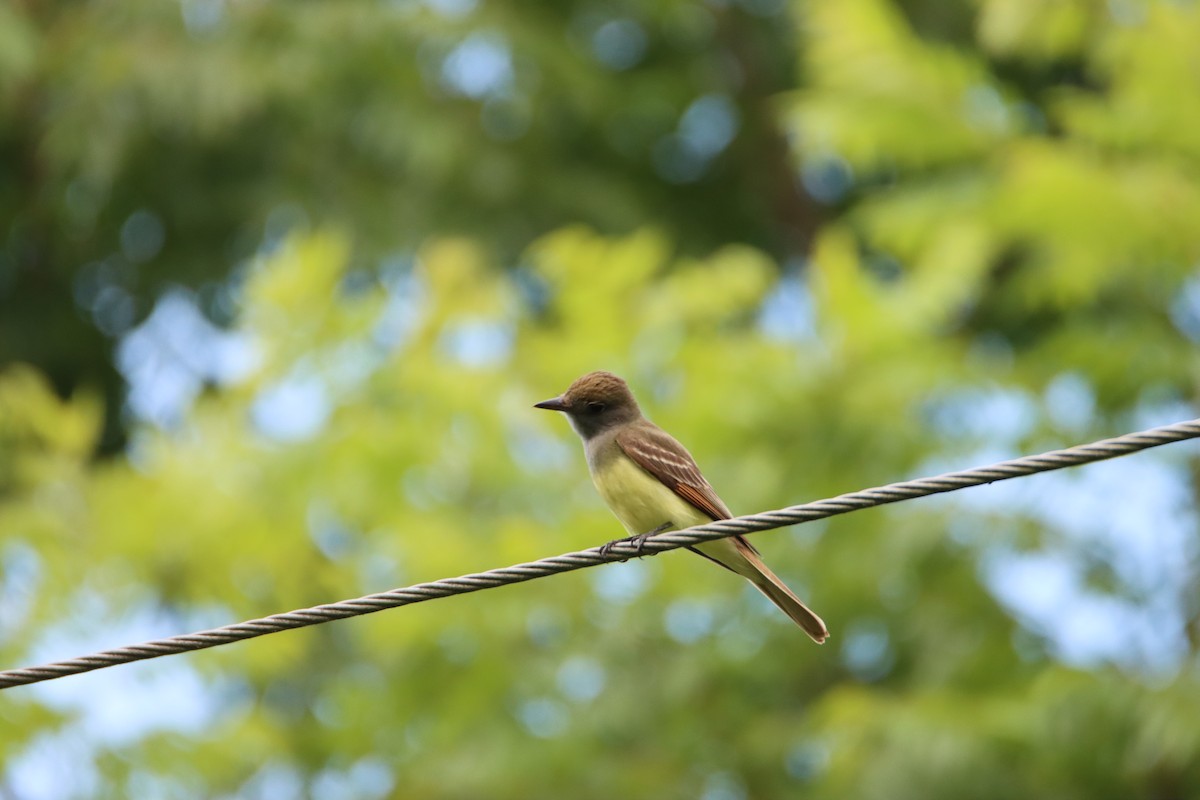 Great Crested Flycatcher - John Keegan