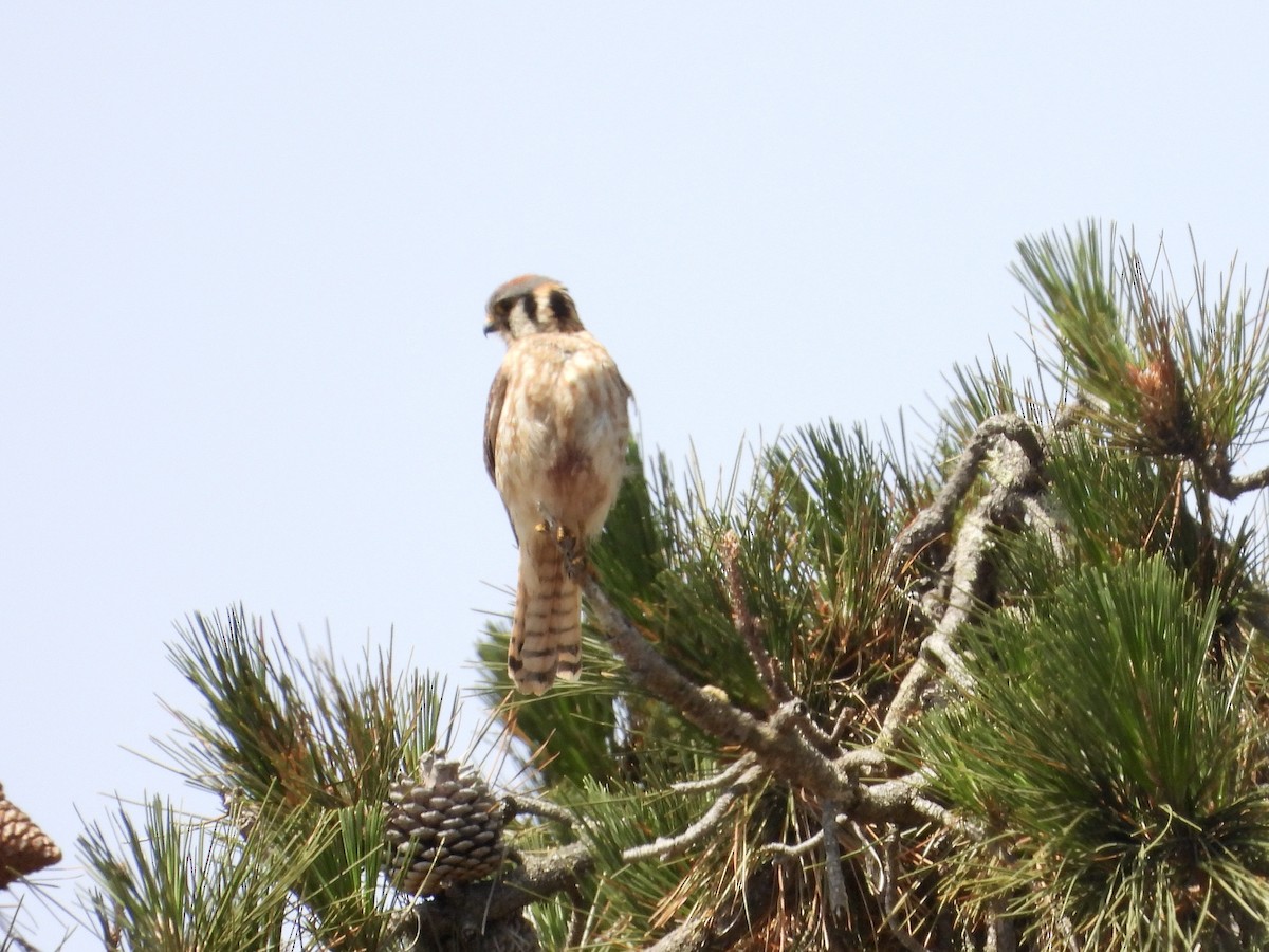 American Kestrel - Christine Hogue