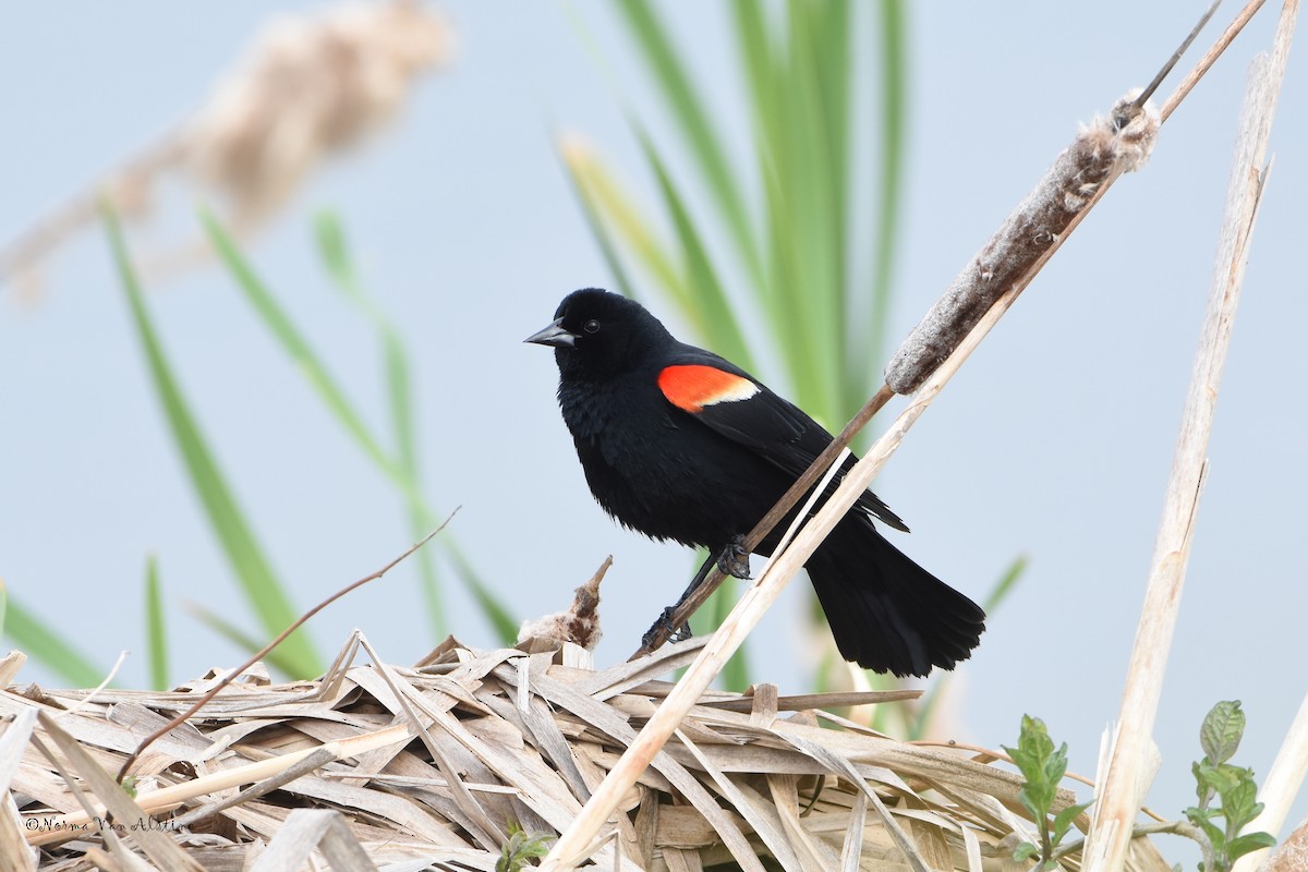 Red-winged Blackbird - Norma Van Alstine