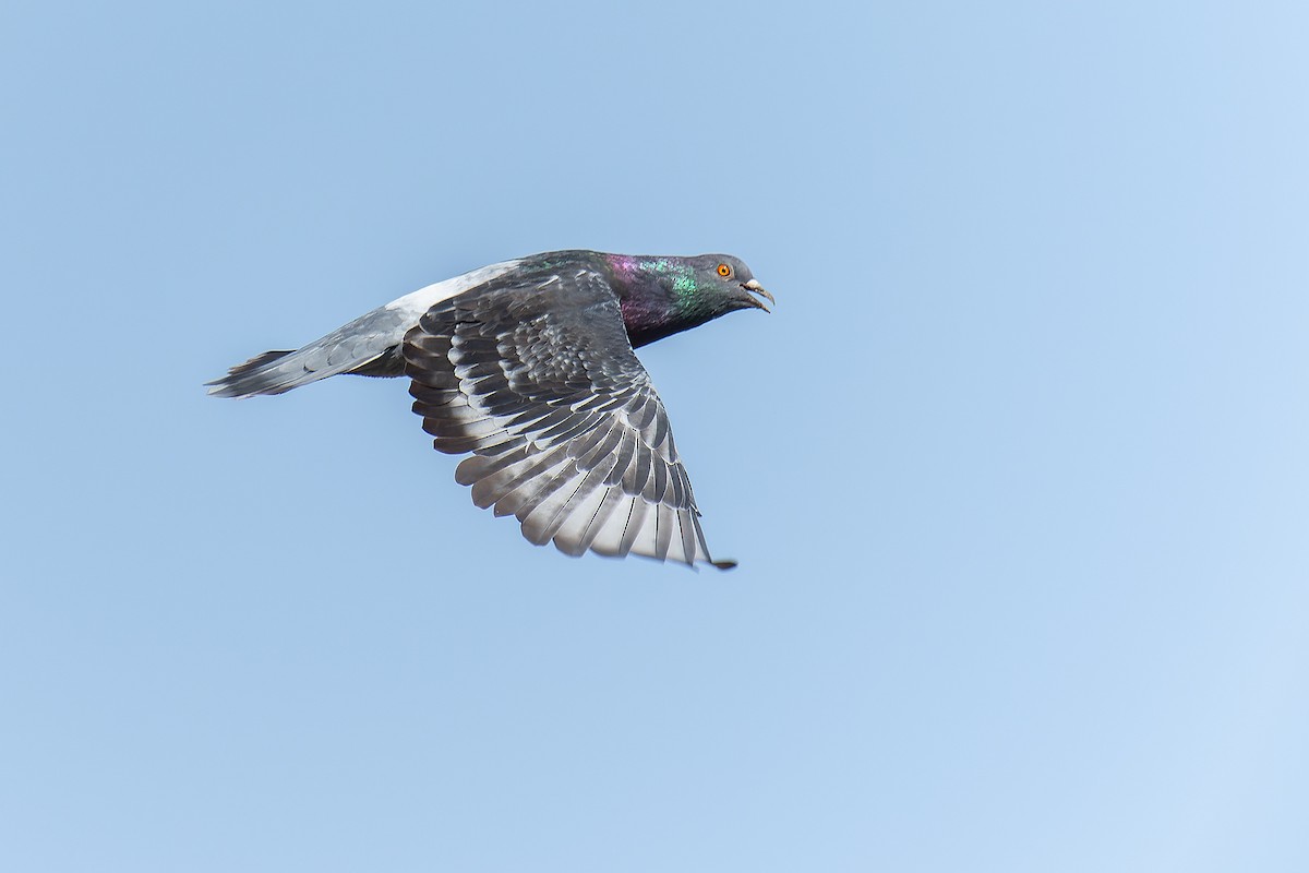 Rock Pigeon (Feral Pigeon) - Shirley Freyre  Mauny