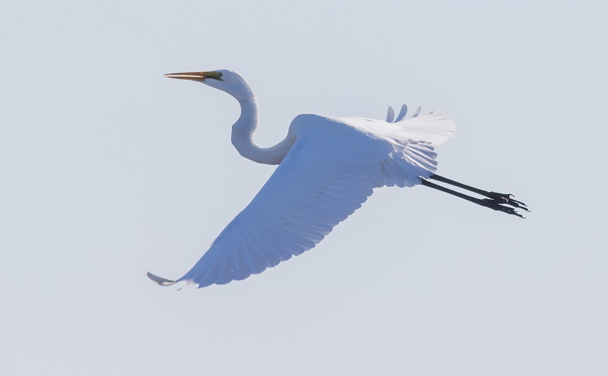 Great Egret - Pedro Nicolau