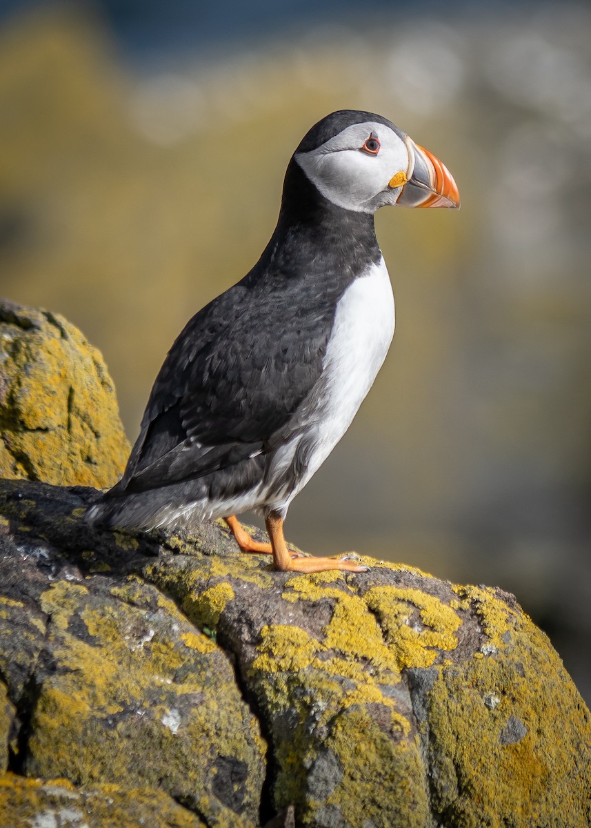 Atlantic Puffin - Anne Love