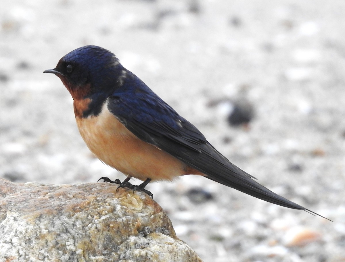 Barn Swallow - Moe Molander