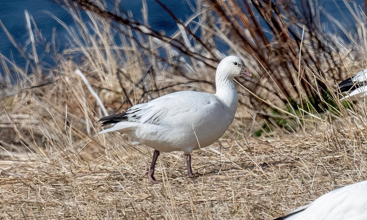 Ross's Goose - Yannick Fleury