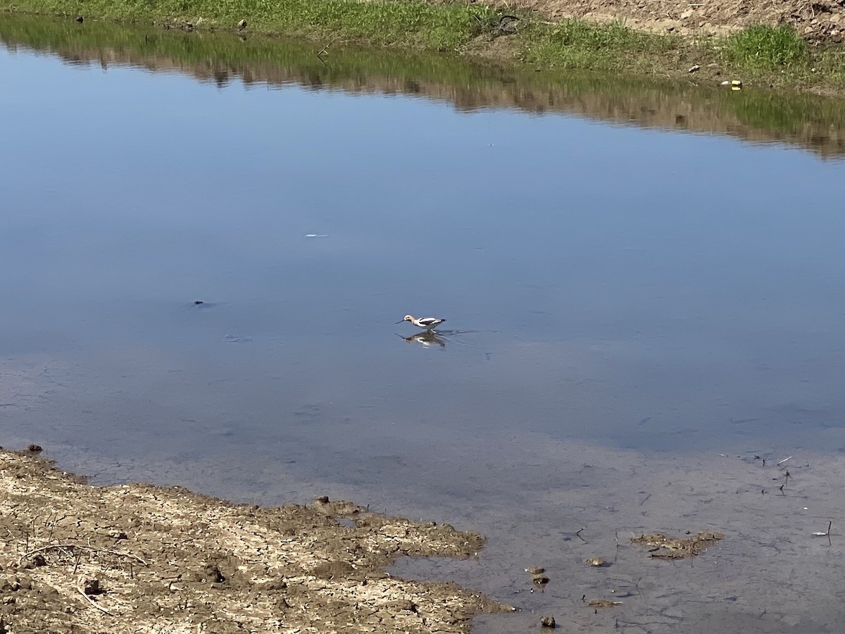 Avoceta Americana - ML618841435