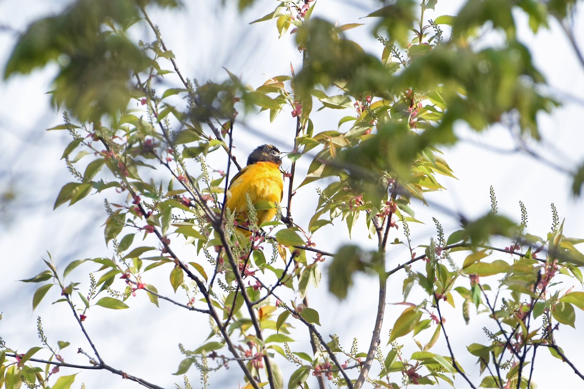 Baltimore Oriole - Norma Van Alstine