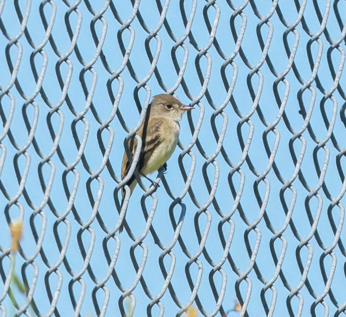 Willow Flycatcher - Eric Bodker