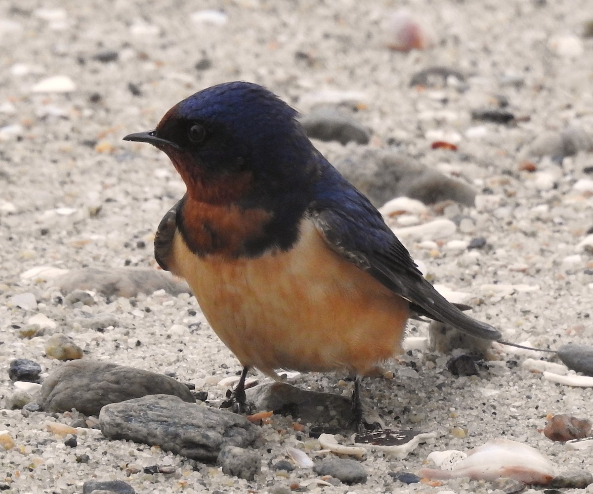 Barn Swallow - Moe Molander