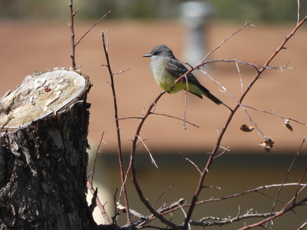 Cassin's Kingbird - Beth Whittam