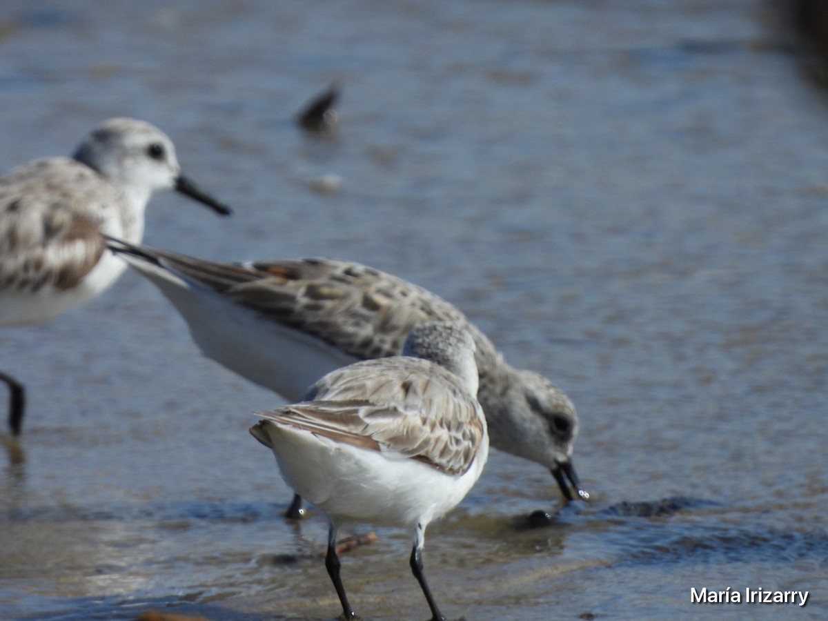 Sanderling - Maria del R Irizarry Gonzalez