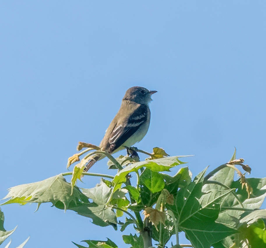 Willow Flycatcher - Eric Bodker