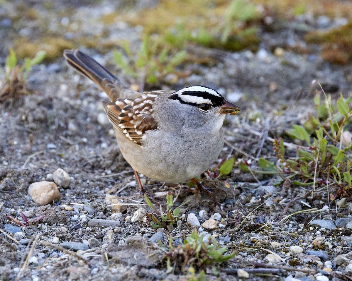 White-crowned Sparrow - Andrew James