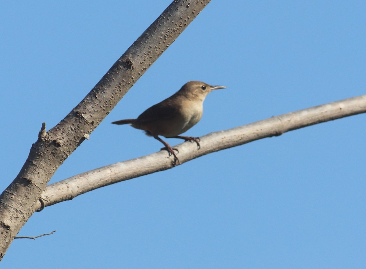 House Wren - Juanita Aldana-Domínguez