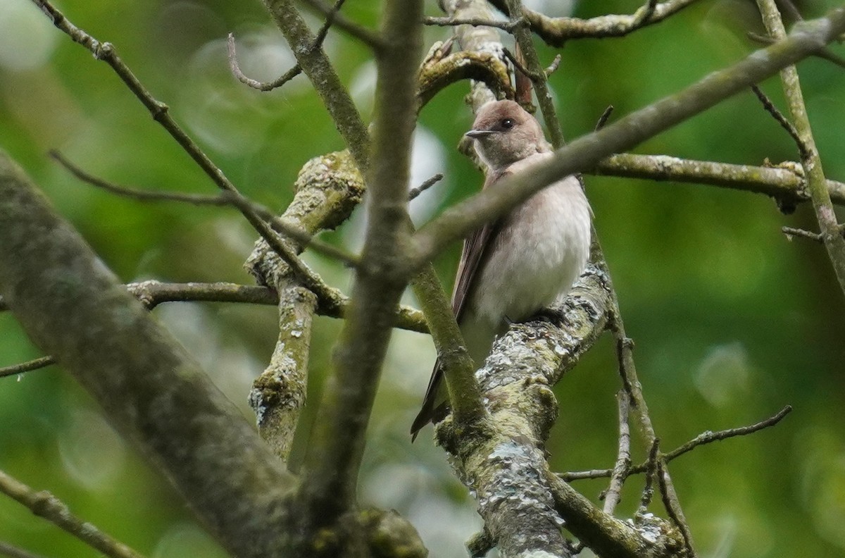 Northern Rough-winged Swallow - Dennis Mersky