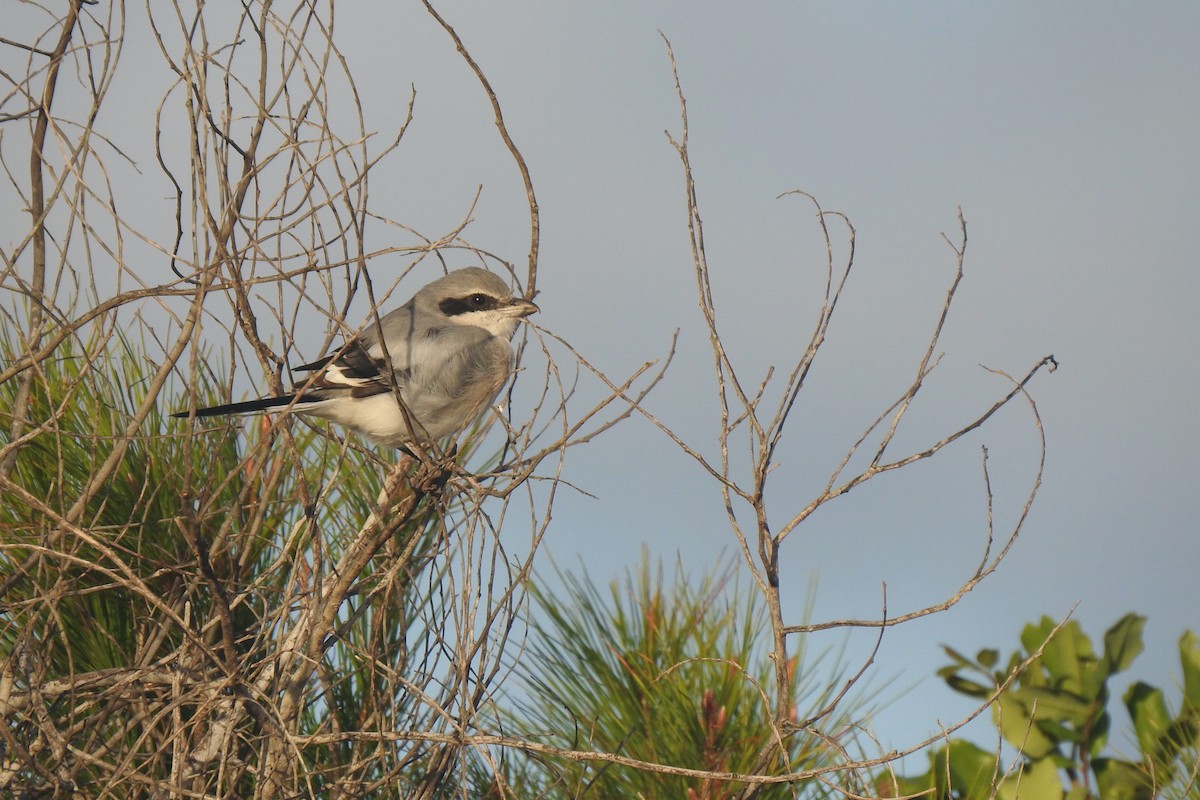 Great Gray Shrike (Sahara) - Luca Bonomelli