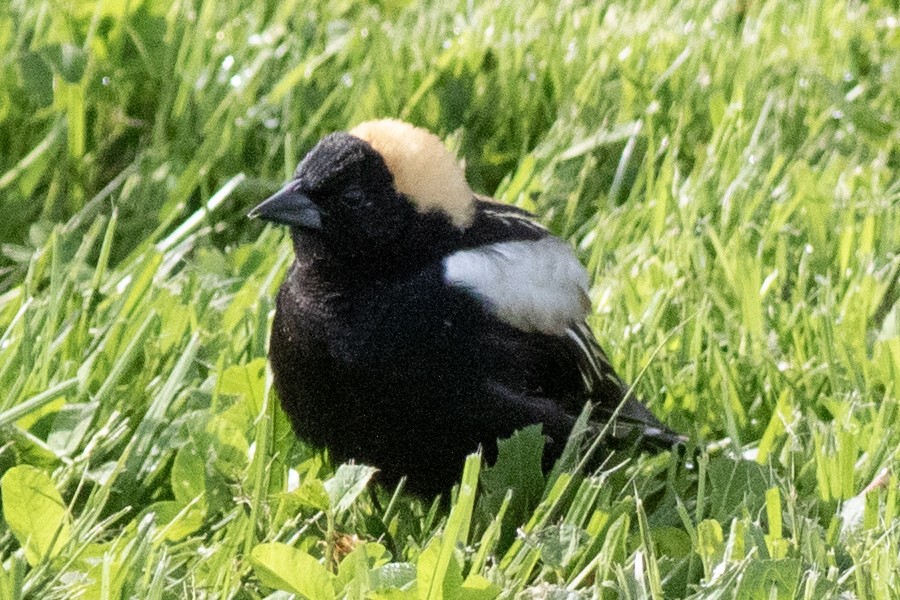 Bobolink - David Brown