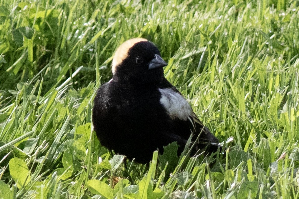 Bobolink - David Brown