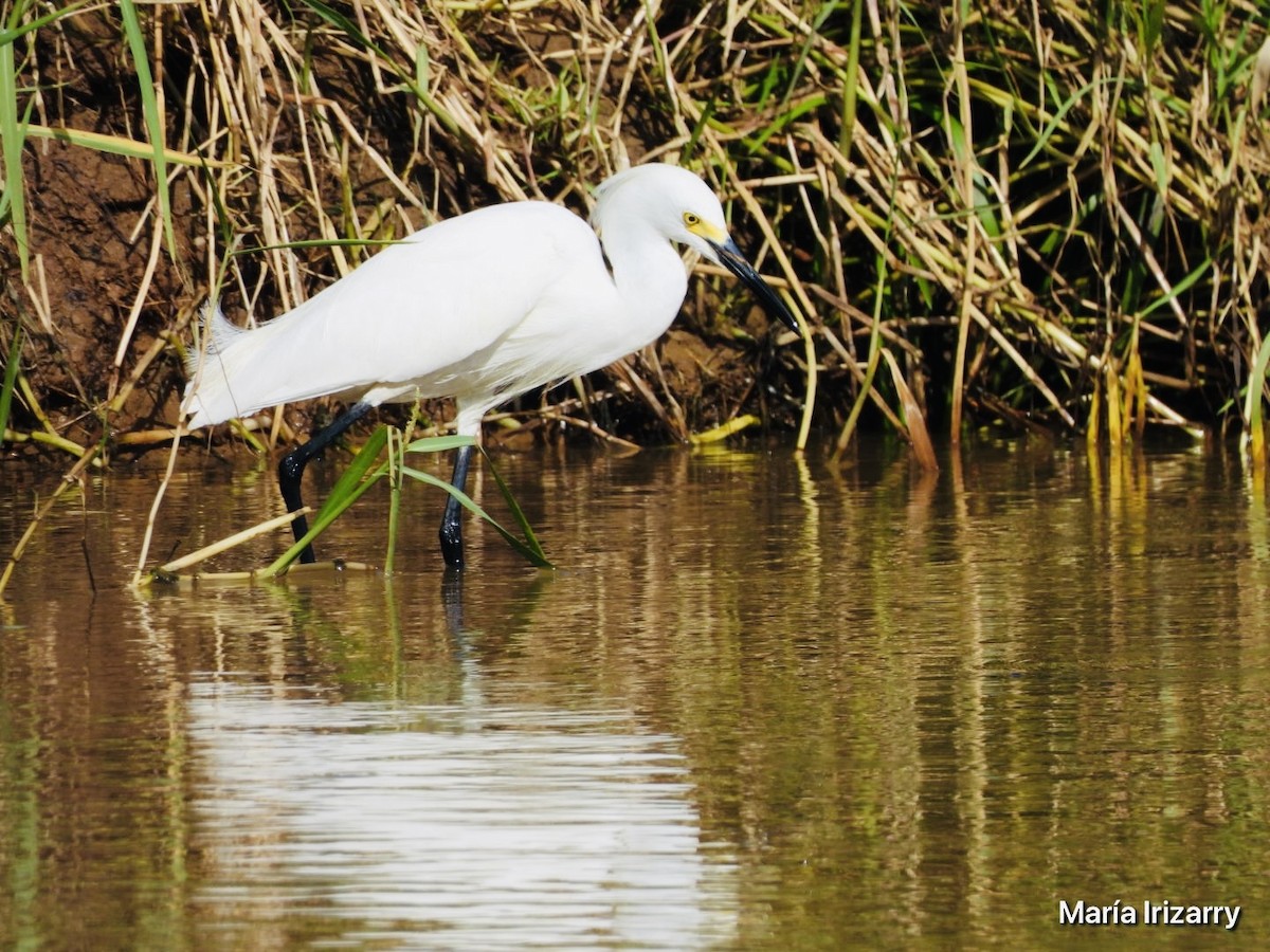 Snowy Egret - Maria del R Irizarry Gonzalez