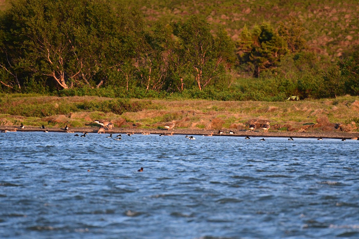 Common Merganser - Alison Daly