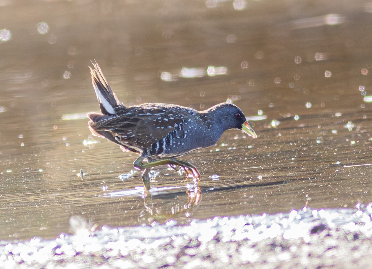 Australian Crake - Pedro Nicolau