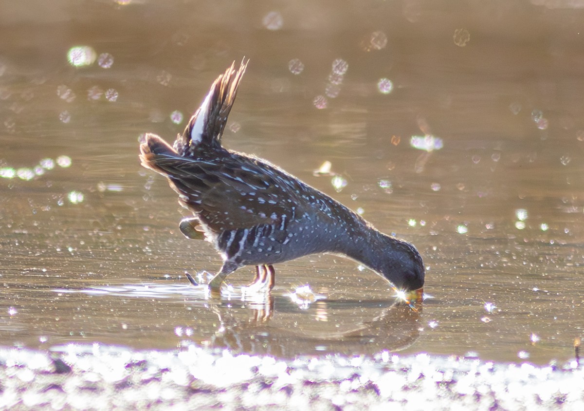 Australian Crake - Pedro Nicolau