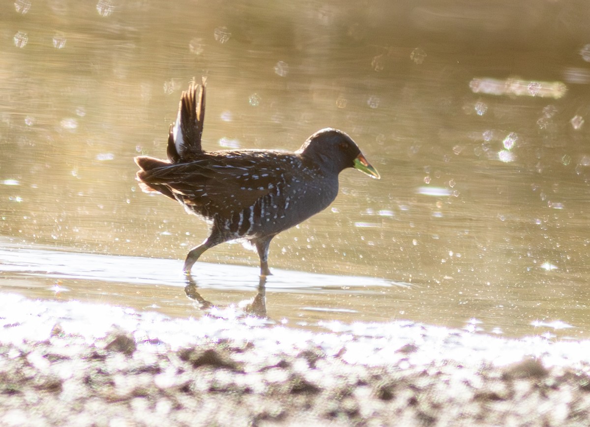 Australian Crake - Pedro Nicolau