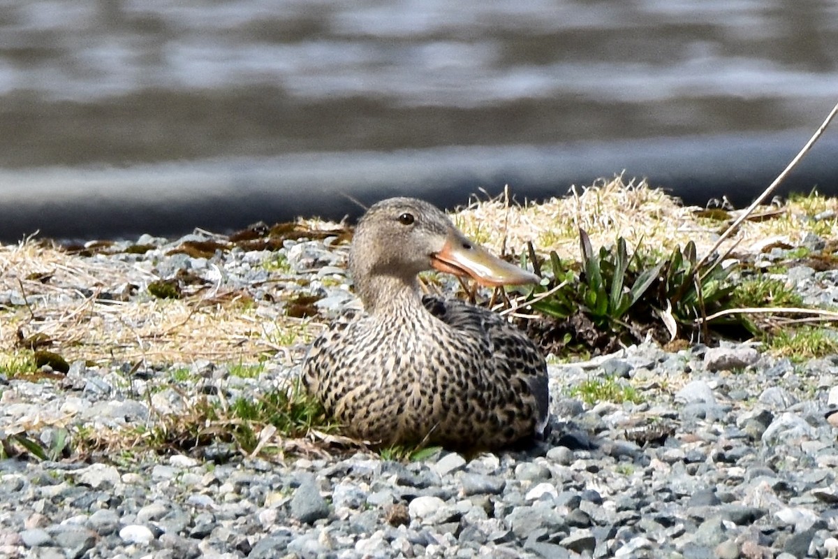 Northern Shoveler - Tobi Gagné